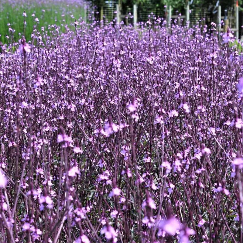 Verbena officinalis var. grandiflora 'Bampton' ---